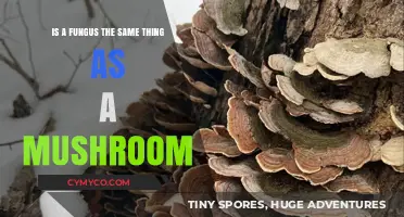 Exploring the Mycological Mystery: Fungi vs. Mushrooms Unveiled