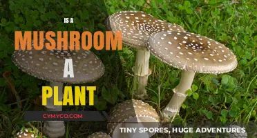 Exploring the Fungi Kingdom: Is a Mushroom a Plant?