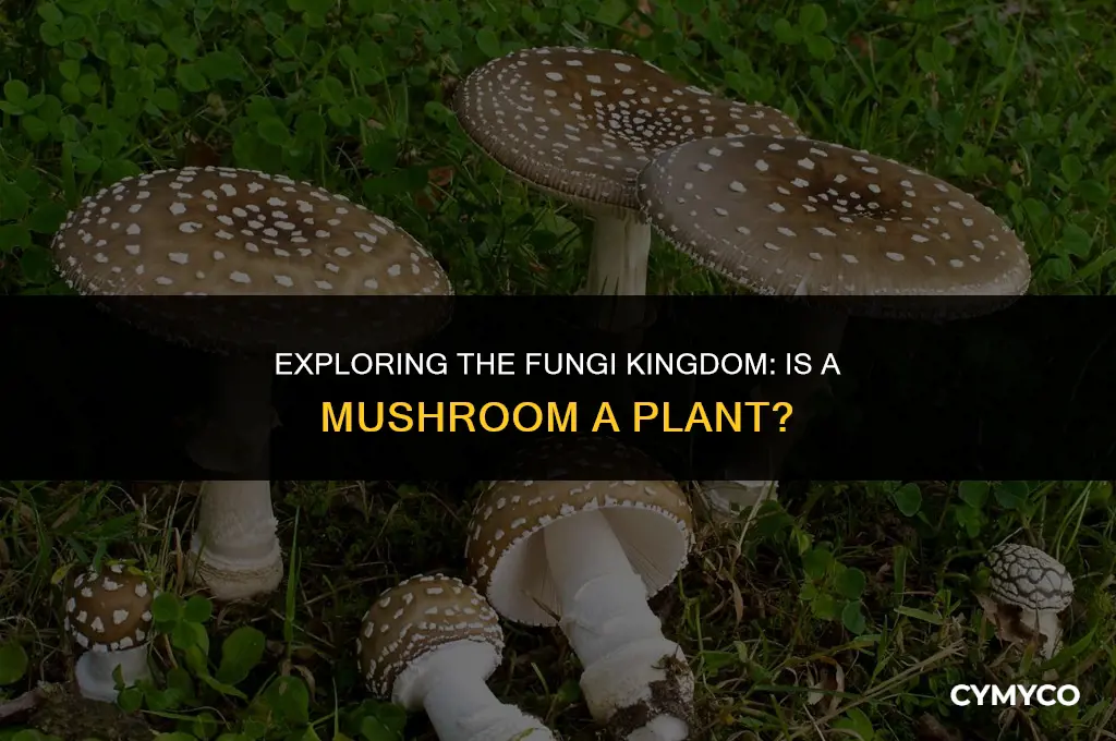 is a mushroom a plant