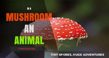 Exploring the Kingdom of Fungi: Is a Mushroom an Animal?