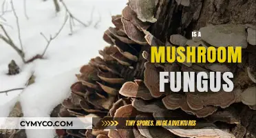 Exploring the Fascinating World of Mushrooms: Are They Truly Fungi?