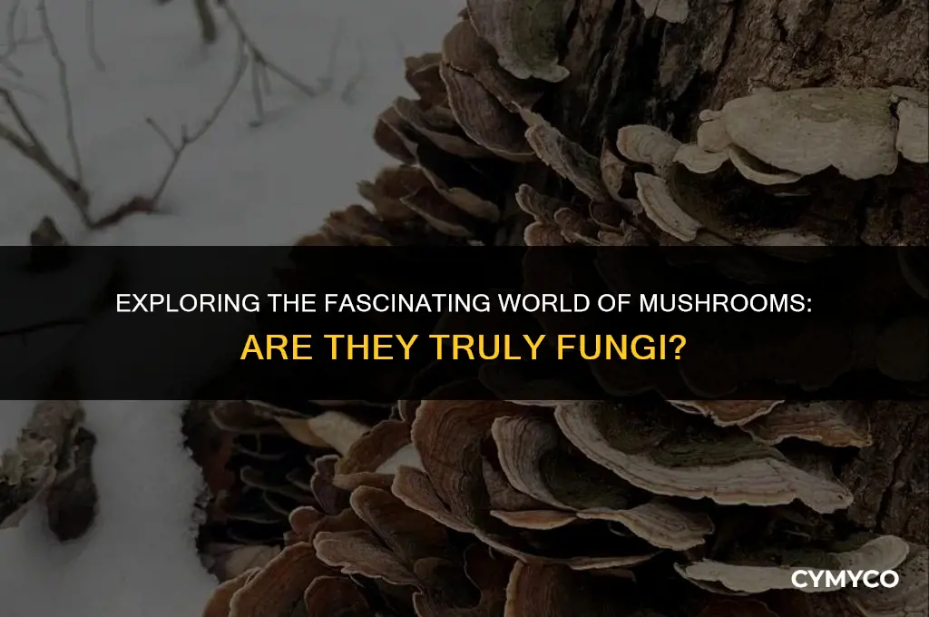 is a mushroom fungus