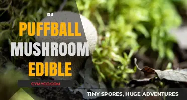 Can You Eat Puffball Mushrooms? A Guide to Edibility and Safety