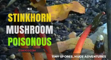 Are Stinkhorn Mushrooms Poisonous? Unveiling the Truth About These Odd Fungi