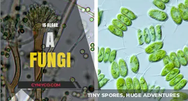 Unveiling the Truth: Algae vs. Fungi - A Comprehensive Guide