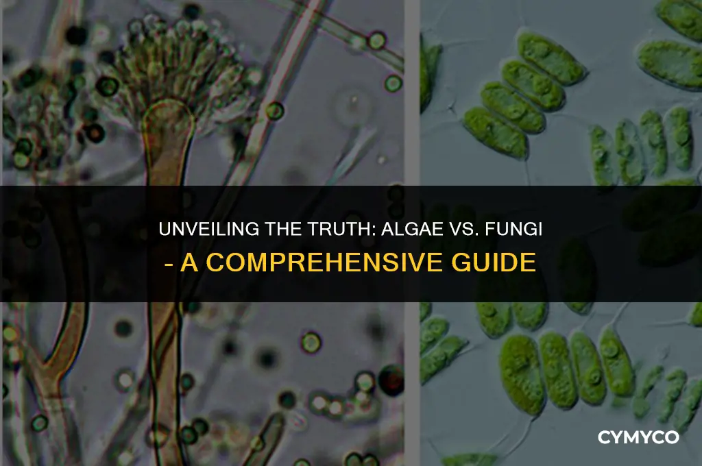 is algae a fungi