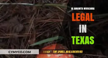 Exploring the Legal Status of Amanita Muscaria in Texas