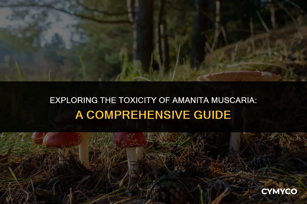 is amanita muscaria poisonous