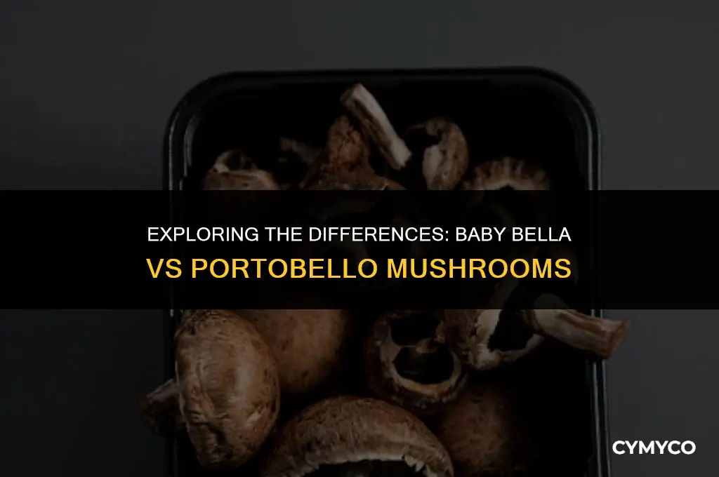is baby bella mushrooms the same as portobello mushrooms