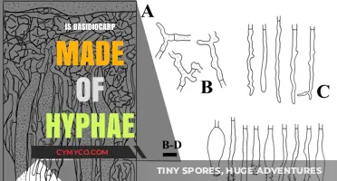 Exploring the Fascinating Structure of Basidiocarps: Are They Made of Hyphae?