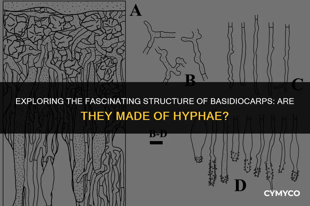 is basidiocarp made of hyphae