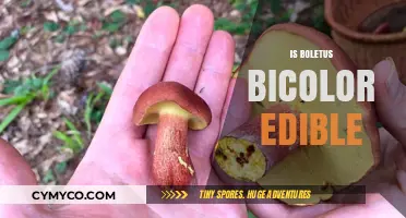 Exploring the Edibility of Boletus Bicolor: A Comprehensive Guide