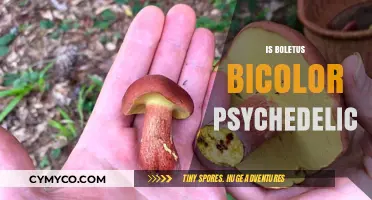 Exploring the Psychedelic Potential of Boletus Bicolor Mushrooms