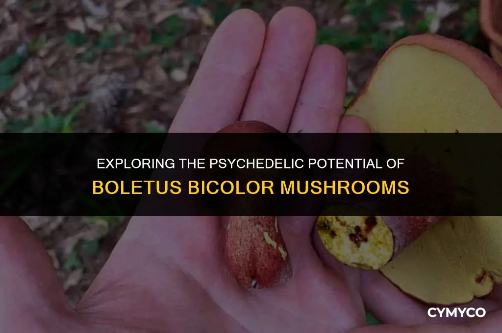 is boletus bicolor psychedelic