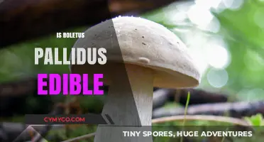 Exploring the Edibility of Boletus Pallidus: A Comprehensive Guide