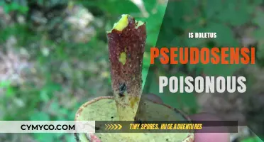 Exploring the Edibility of Boletus Pseudosensibilis: A Comprehensive Guide