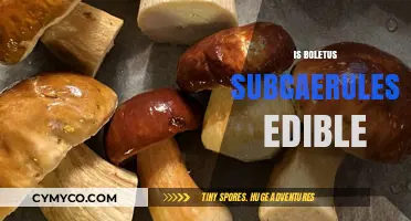 Exploring the Edibility of Boletus subcaerulescens: A Comprehensive Guide