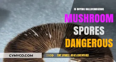 Exploring the Risks: Is Buying Hallucinogenic Mushroom Spores Dangerous?