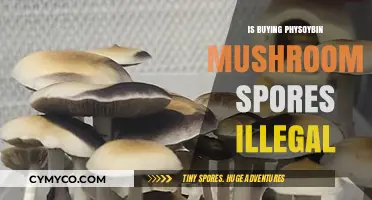 Exploring the Legal Landscape of Psilocybin Mushroom Spores