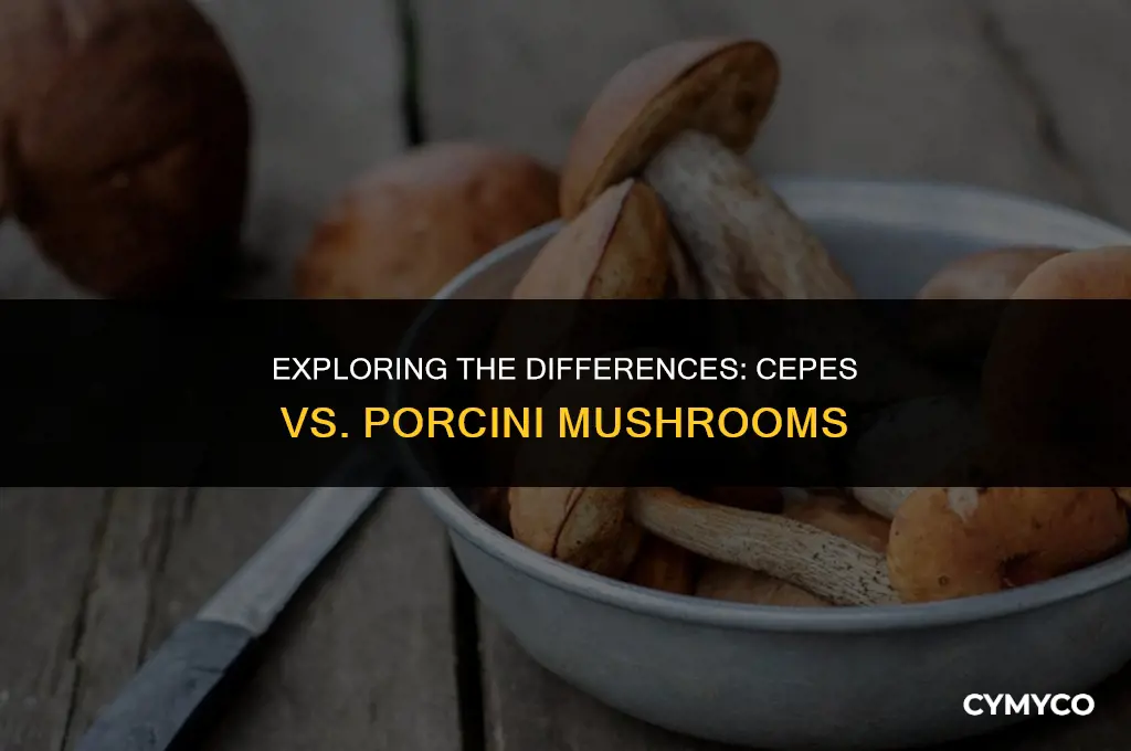 is cepes the same thing is porcini