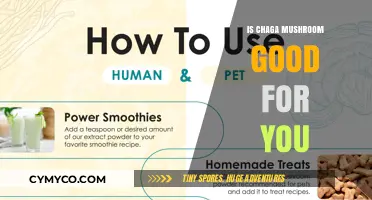 Exploring the Health Benefits of Chaga Mushroom: A Comprehensive Guide