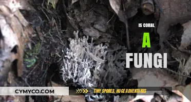 Is Coral a Fungus? Unraveling the Mystery of Coral's True Nature