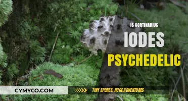 Is Cortinarius Iodes Psychedelic? Exploring Its Effects and Safety