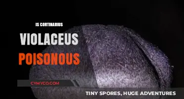 Is Cortinarius Violaceus Poisonous? Unveiling the Truth About This Purple Mushroom