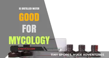 Exploring the Benefits of Distilled Water in Mycology: A Comprehensive Guide