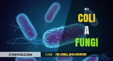 Unraveling the Mystery: Is E. Coli a Fungus or a Bacterium?