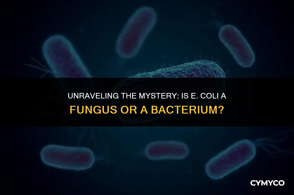 is e coli a fungi