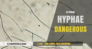 Exploring the Risks: Can Fungal Hyphae Pose a Danger?
