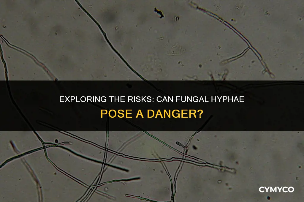 is fungal hyphae dangerous