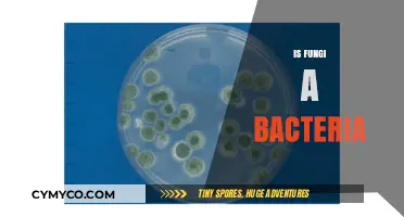 Fungi vs. Bacteria: Unraveling the Differences and Similarities
