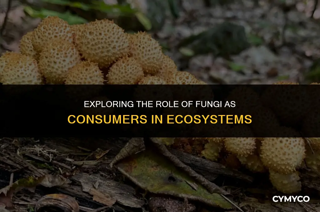 is fungi a consumer