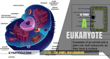 Exploring the Complex World of Fungi: Are They Eukaryotes?