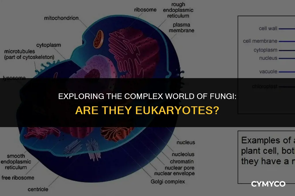 is fungi a eukaryote