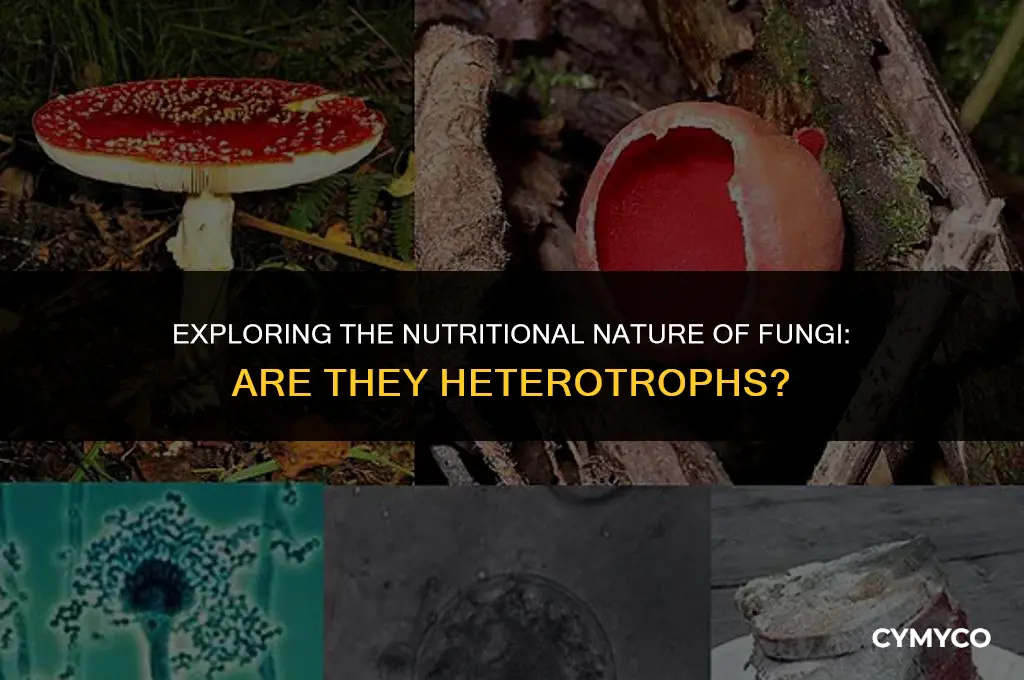 is fungi a heterotroph