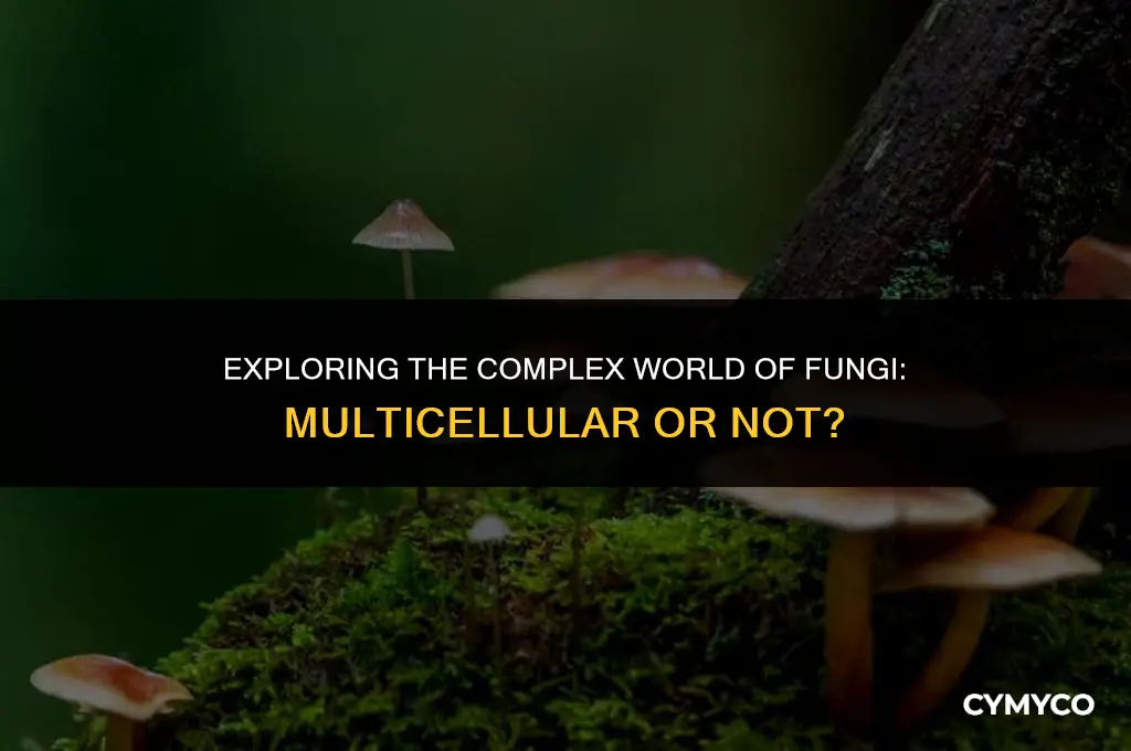 is fungi a multicellular organism