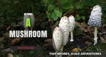 Fungi vs. Mushrooms: Unraveling the Relationship and Key Differences