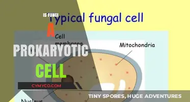 Exploring the Cellular Nature of Fungi: Prokaryotic or Eukaryotic?
