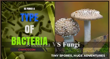Exploring the Kingdom of Fungi: Is It a Type of Bacteria?