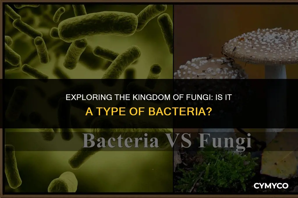 is fungi a type of bacteria