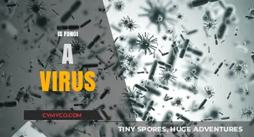 Exploring the Complex Relationship Between Fungi and Viruses