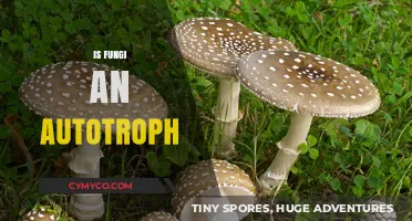 Exploring the Autotrophic Nature of Fungi: A Comprehensive Guide