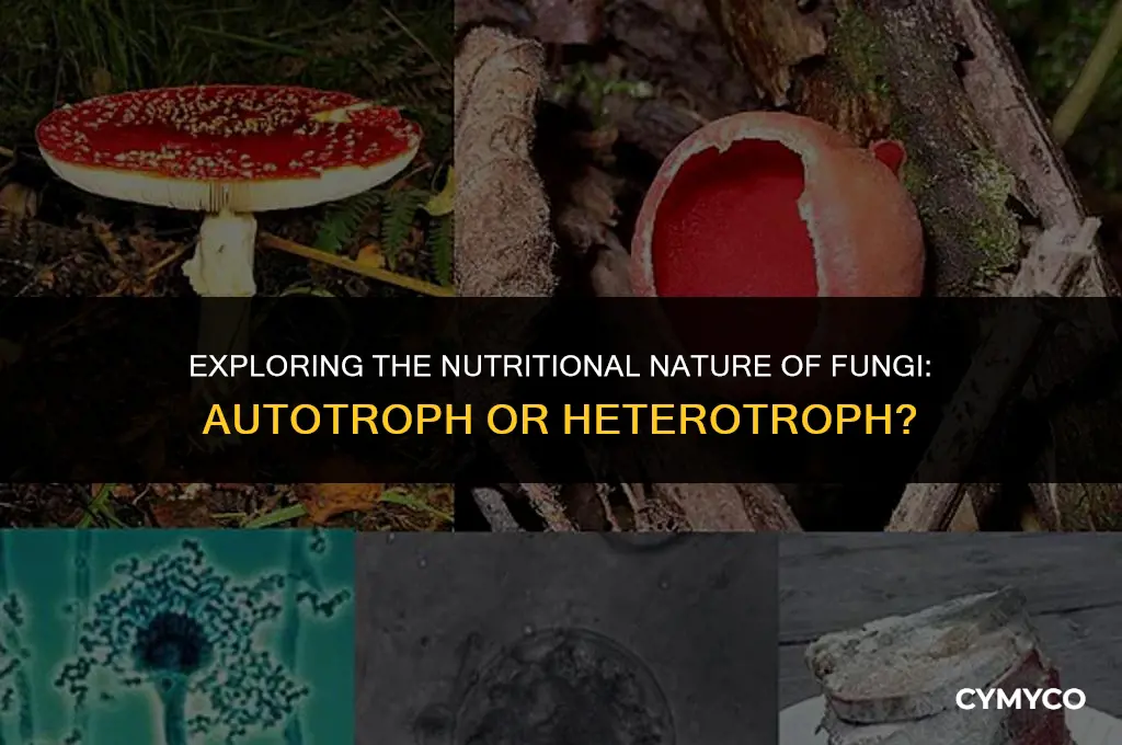 is fungi autotroph or heterotroph