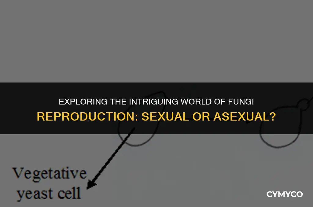 is fungi sexual or asexual