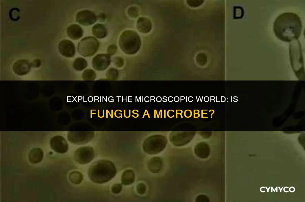 is fungus a microbe