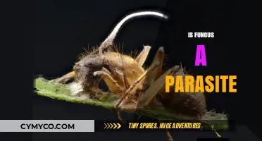 Exploring the Complex Relationship: Is Fungus a Parasite?