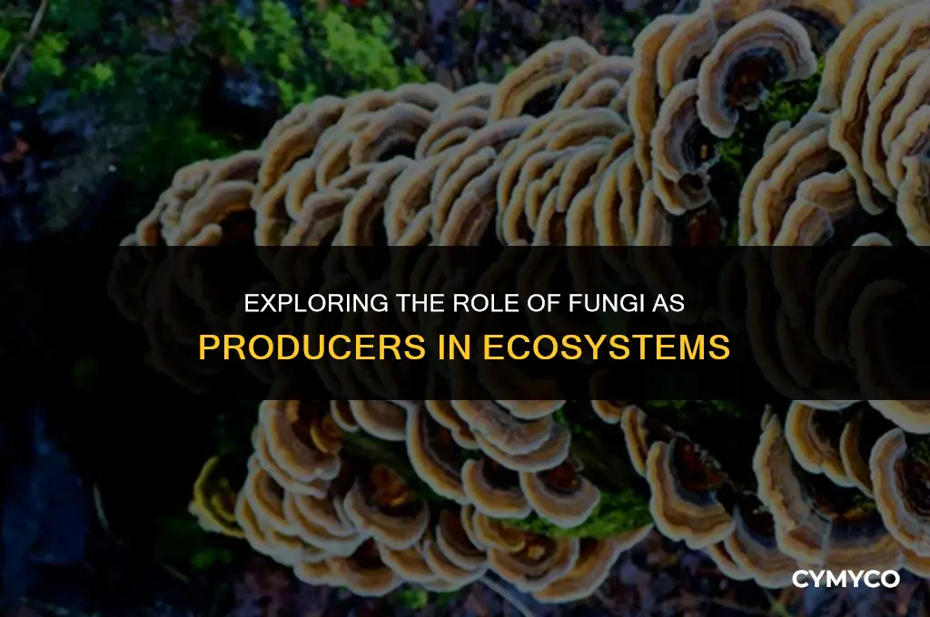 is fungus a producer